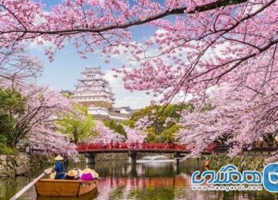 فصل شکوفه های گیلاس امسال در ژاپن زودتر شروع شده است