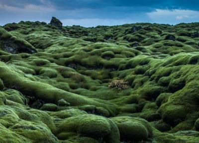 ایسلند فقط برفی نیست؛ جاذبه سبزی که روایتی وحشتناک دارد ، اسیر طبیعت شوید!