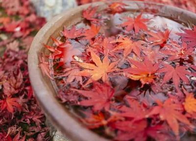 عاشقانه های شاعرانه برای پاییز رنگارنگ را بخوانید