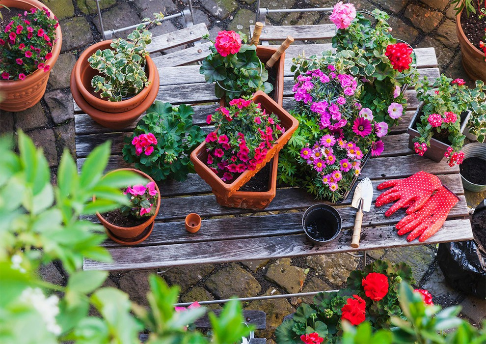 برای باغچه حیاط کدام گیاه را بکاریم؟ برای باغچه حیاط کدام گیاه را بکاریم؟