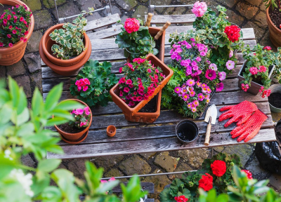 برای باغچه حیاط کدام گیاه را بکاریم؟