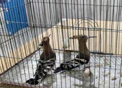 کشف دو قطعه هدهد از متخلف خرید و فروش غیرمجاز پرندگان وحشی در برخوار