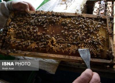 تبلیغات نادرست دلالان برای فروش عسل نامرغوب یک معضل جدی است