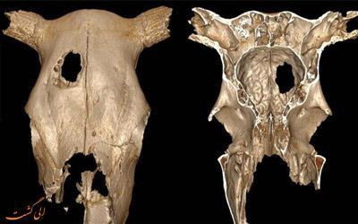 کشف جمجمه گاو عصر حجری که مورد جراحی مغز قرار گرفته!