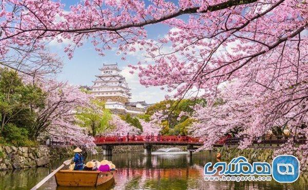 فصل شکوفه های گیلاس امسال در ژاپن زودتر شروع شده است