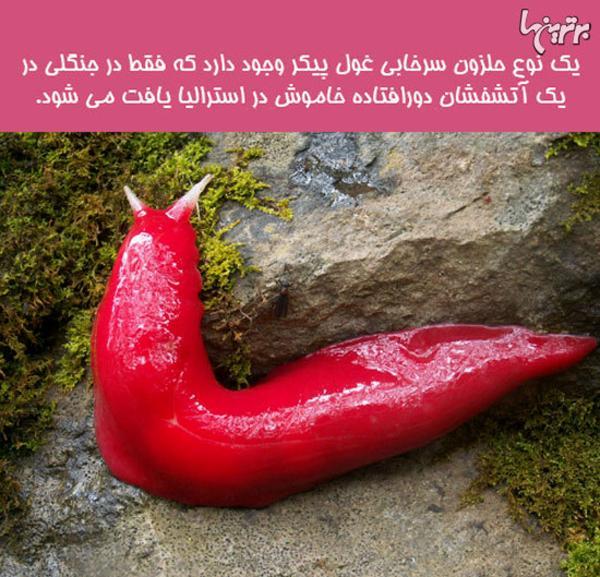 دانستنی های جالب؛ شکنجه دردناک قرون وسطی!