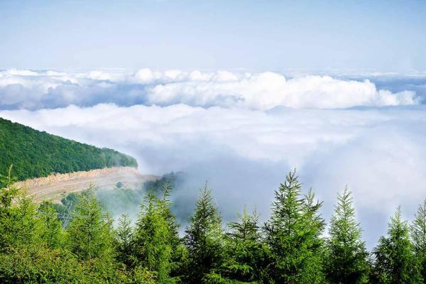 جنگل ابر شاهرود میزبان اولین ماراتن جنگلی ایران